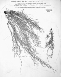 Usnea barbata image
